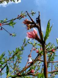 Весняна Владична