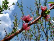 Весняна Владична