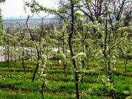 Весняна Владична