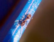 флора і фауна Лукашів