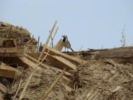 Фото села, в якому вже ніхто не живе...