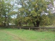 Родное село