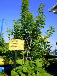 Валякузьминський НВК 'Веселка'