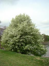 Фото села, в якому вже ніхто не живе...