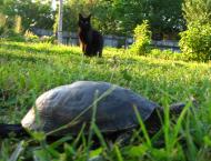 флора і фауна Лукашів