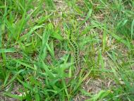 Фото села, в якому вже ніхто не живе...