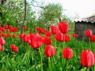 Весняна Владична