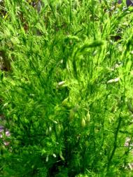 Весняна Владична