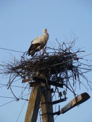 Лелеки прилетіли