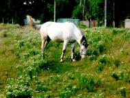 флора і фауна Лукашів