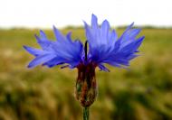 флора і фауна Лукашів