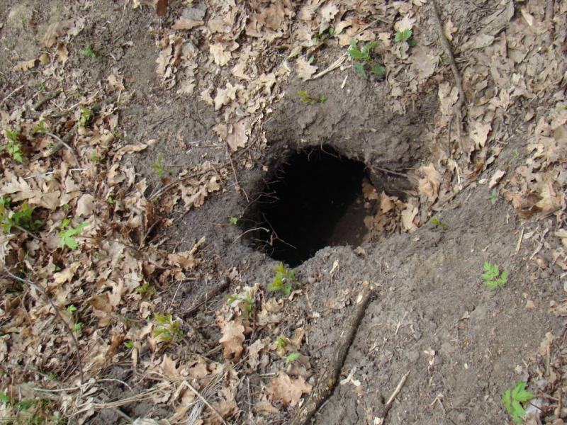 Фото села, в якому вже ніхто не живе... - Богданівка