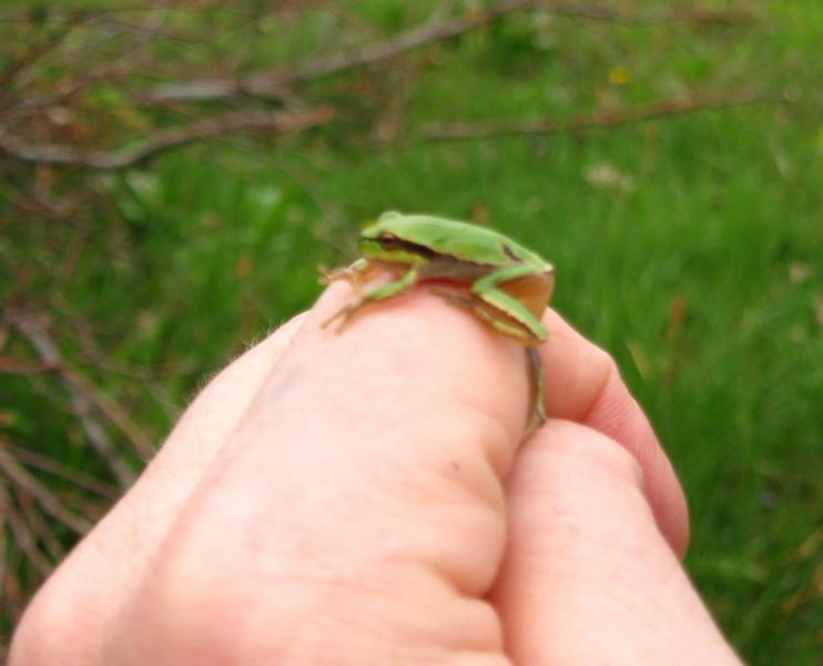 У ВОВЧИНЕЦЬКИХ ГОРАХ - Волчинец