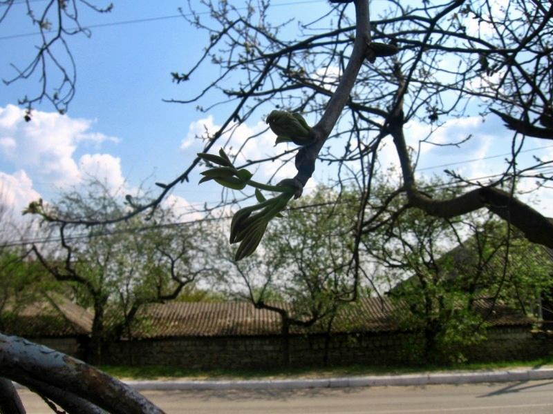 Весняна Владична - Владычна