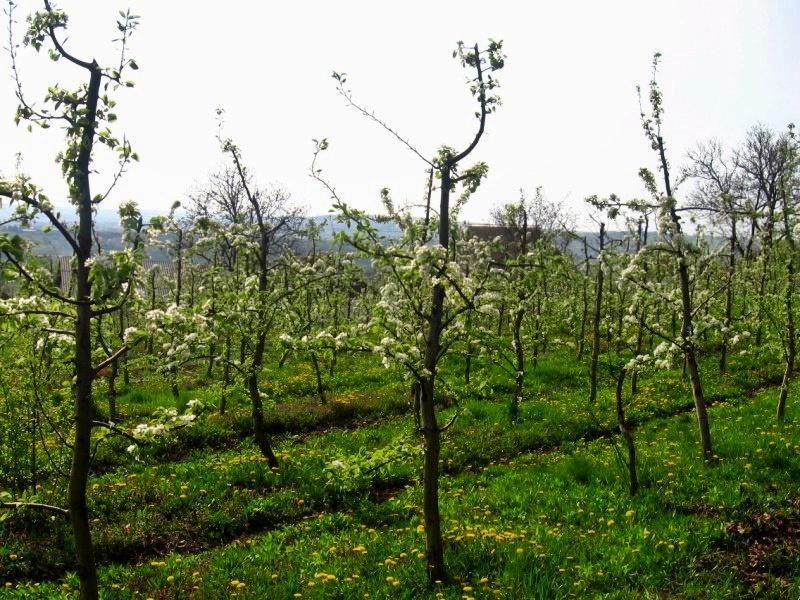 Весняна Владична - Владычна