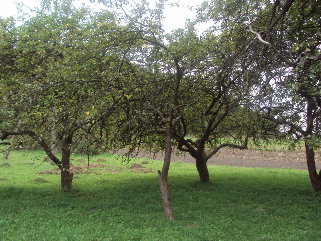 Родное село - Stizhok