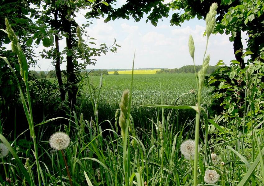 Окрестности - Залужне