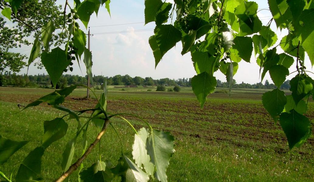 Сосны - Сосни