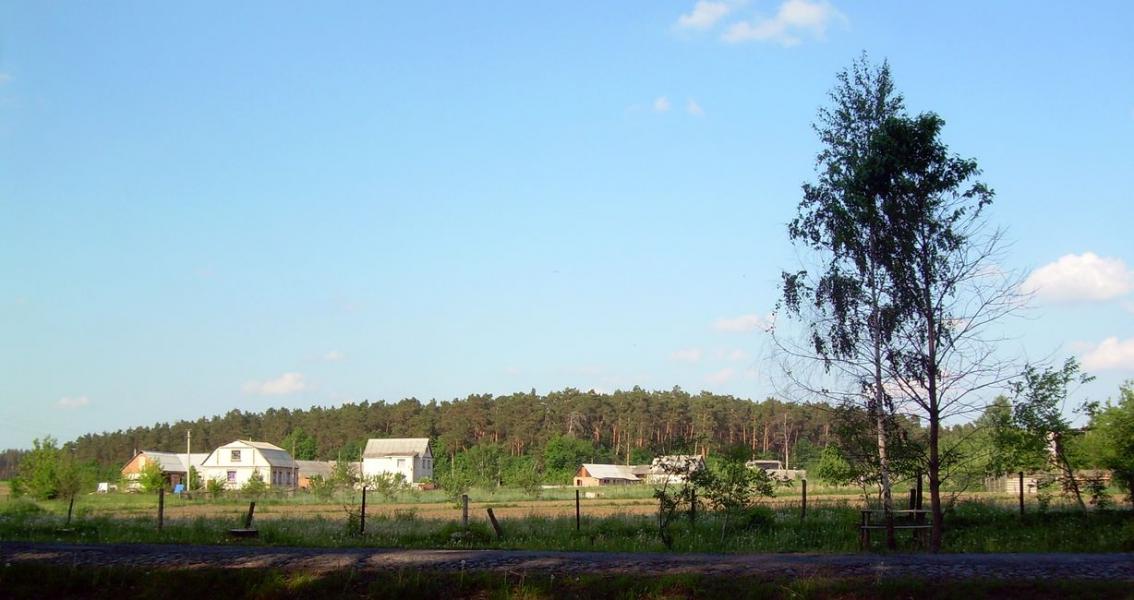 Сосны - Сосни