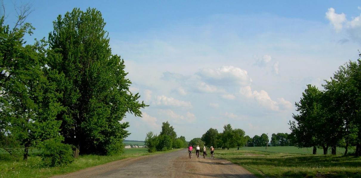 Сосны - Сосни