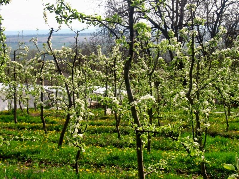 Весняна Владична - Владычна