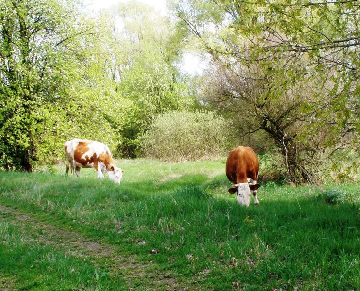 киселiвка - Киселівка