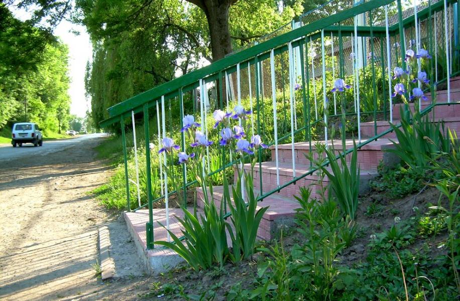 Сосны - Сосни