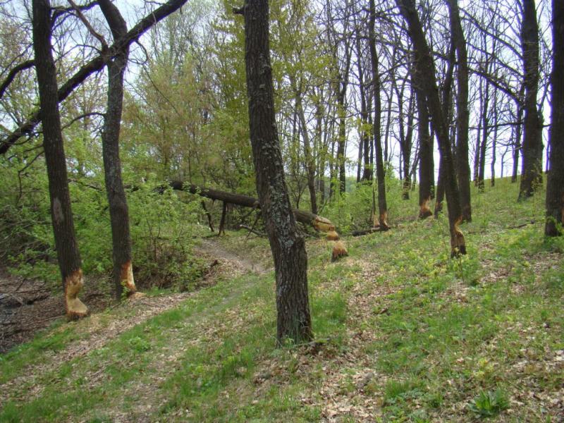 Фото села, в якому вже ніхто не живе... - Богданівка