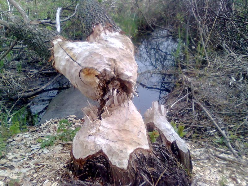 Сухоберезиця (річка) - Лукаши