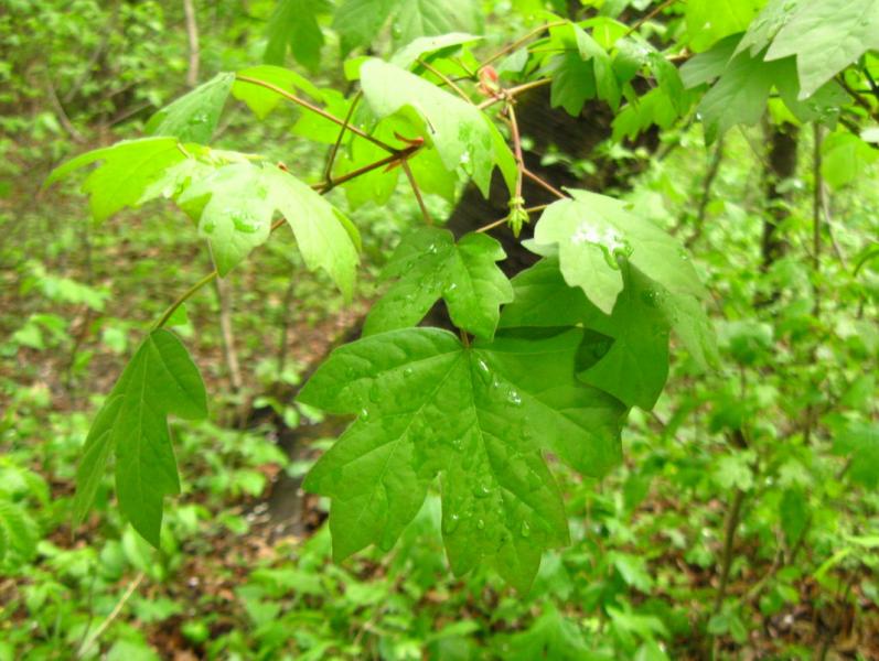 У ВОВЧИНЕЦЬКИХ ГОРАХ - Волчинец