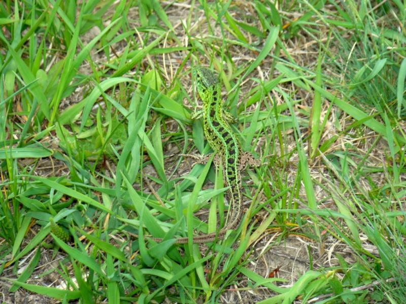 Фото села, в якому вже ніхто не живе... - Богданівка