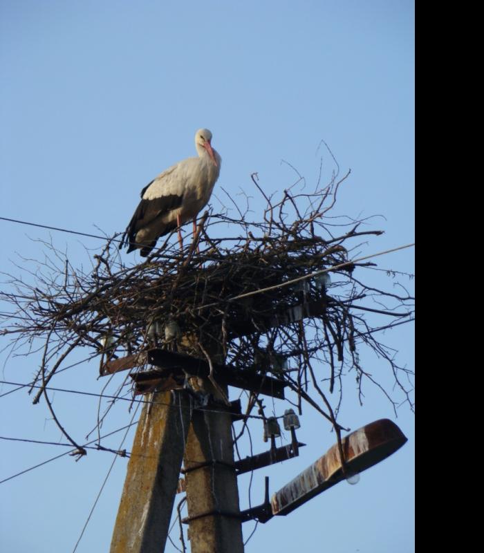 Лелеки прилетіли - Zagrebellya
