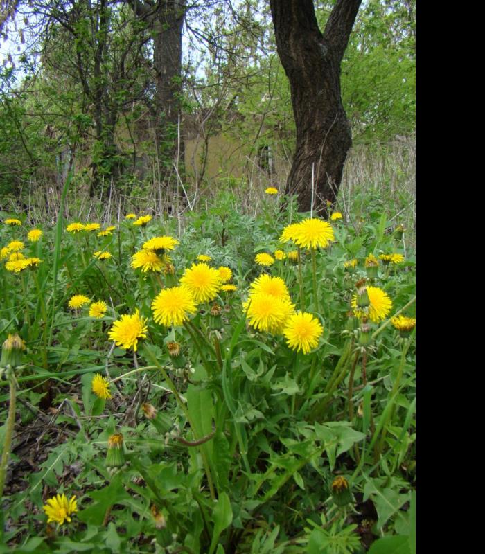 Фото села, в якому вже ніхто не живе... - Богданівка