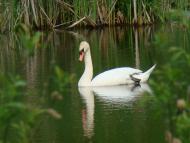 Богуславець