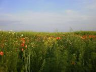 природа Слобідки