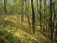 Парк Капністів