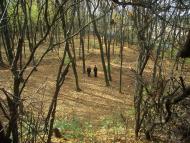 Парк Капністів