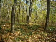 Парк Капністів