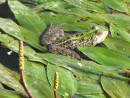 Велика Мечетня          Миколаївської області