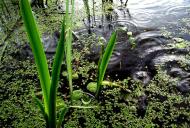 Ивчанские этюды