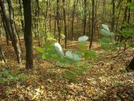 Парк Капністів