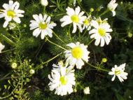 природа Слобідки