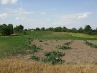 Велика Мечетня          Миколаївської області