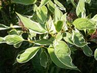 станція 'Вадул - Сірет'