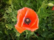 природа Слобідки