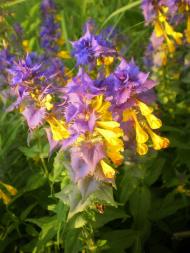 природа Слобідки