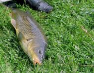 Велика Мечетня          Миколаївської області