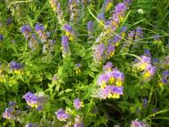 природа Слобідки