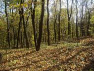 Парк Капністів