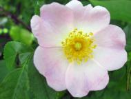 Велика Мечетня          Миколаївської області